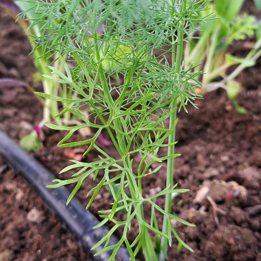 Sustavi navodnjavanja