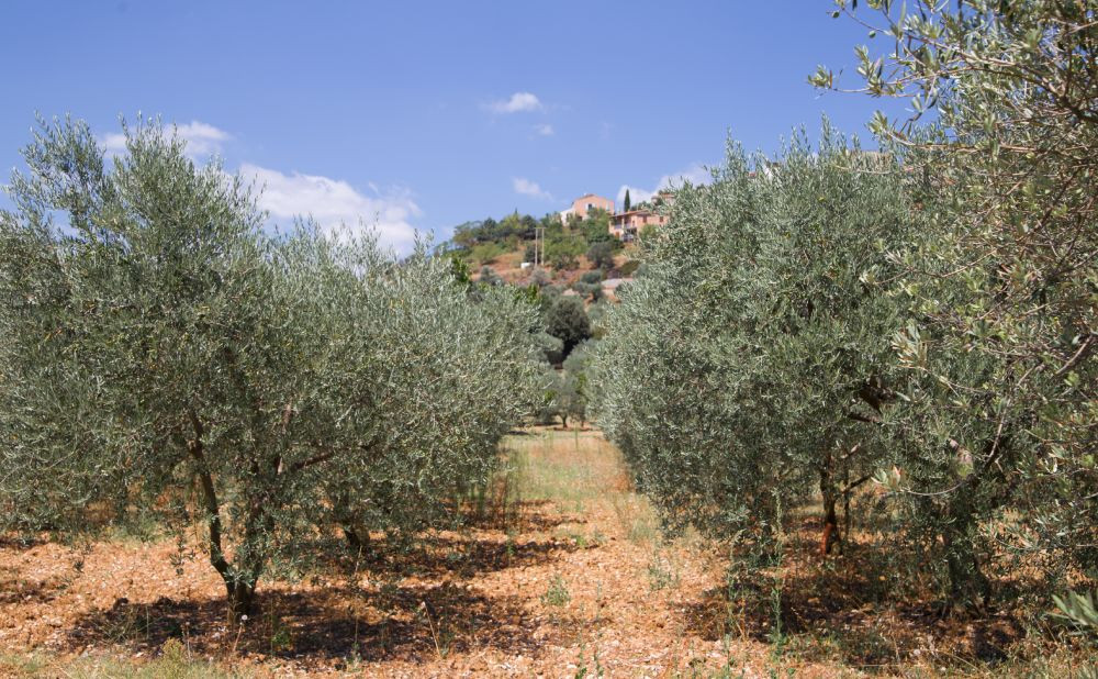 Navodnjavanje maslina — zašto je važno i kako postaviti sustav odmah pri sadnji