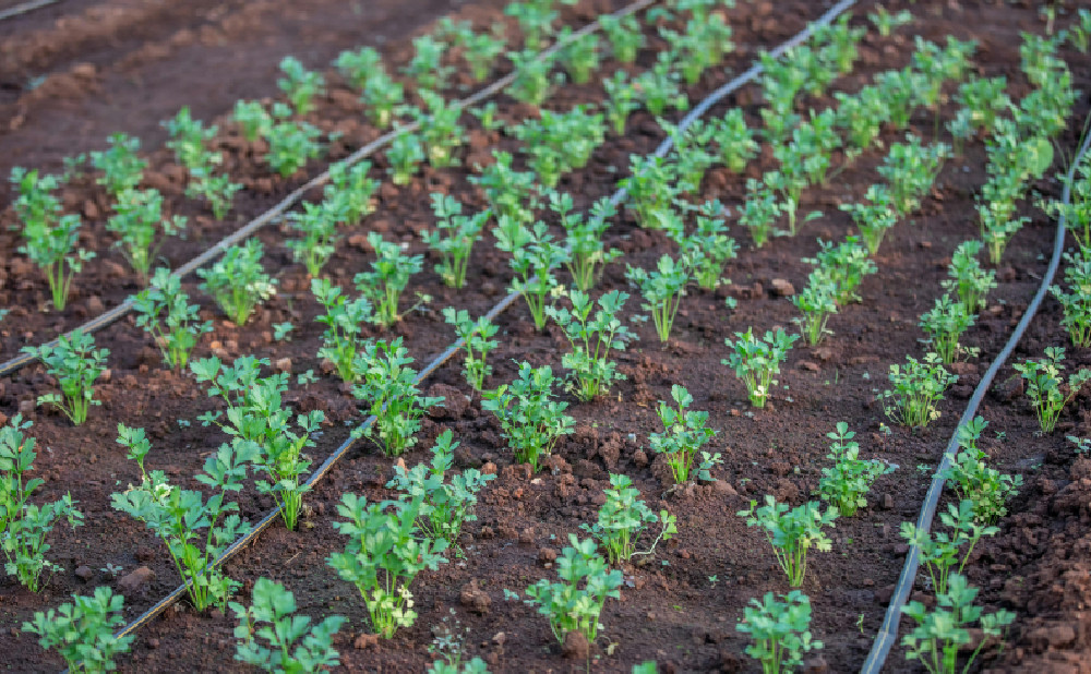 Što je potrebno za pravilno funkcioniranje sustava za navodnjavanje?