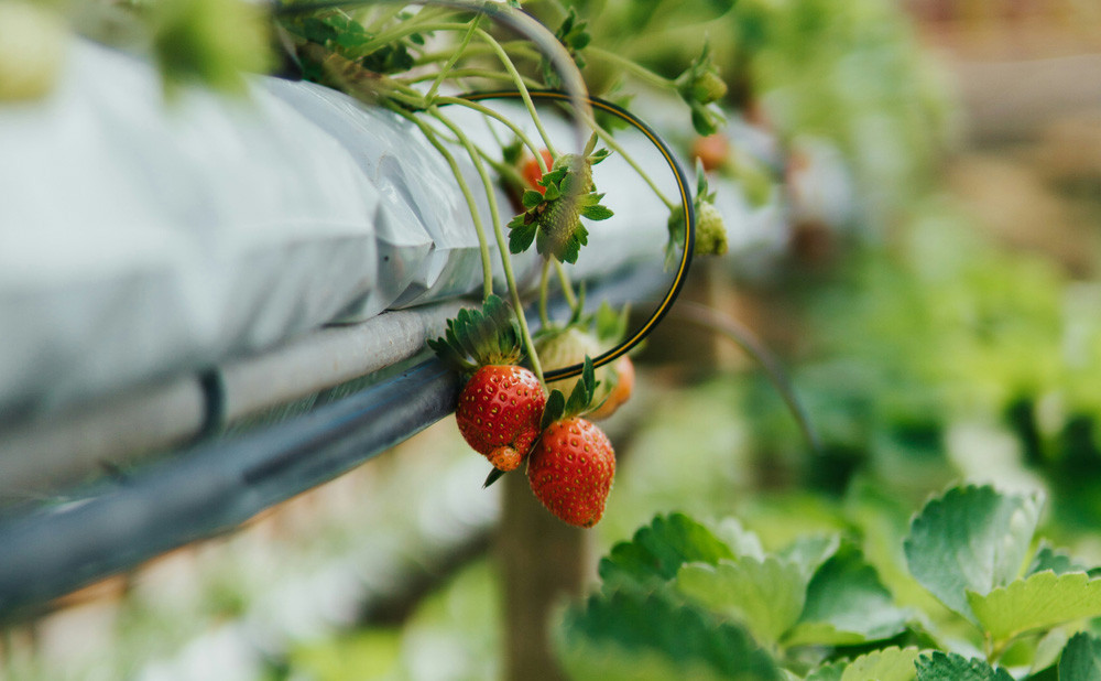 Kap po kap do vrhunskih plodova: sezona je za Pluvio drip tape!