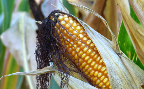 Sustavi za navodnjavanje