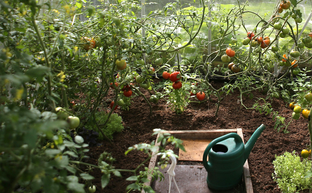 Kako zalijevati plastenik ljeti: savjeti za vruće dane