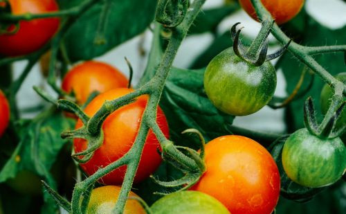 Optimizirajte Navodnjavanje Vašeg Vrta: Prilagođeni Sustavi za Efikasan Rast Biljaka