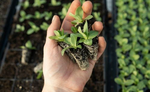 Savjeti za uspješan uzgoj biljaka u vašem vrtu