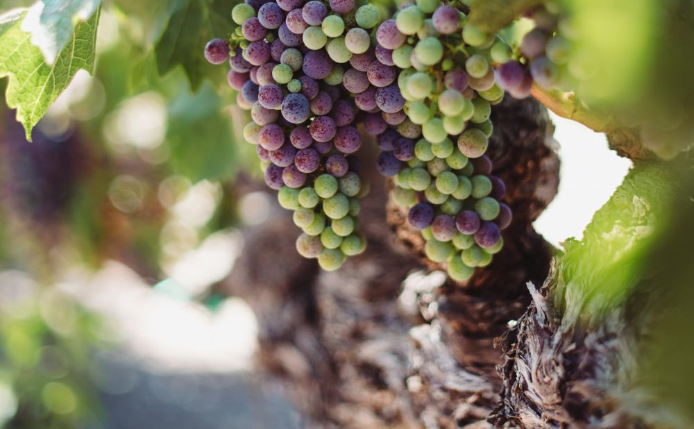 Zašto navodnjavati vinograd?