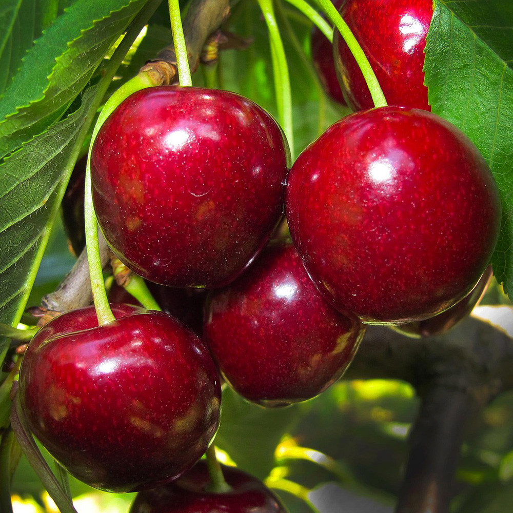 Navodnjavali smo smo nadzemno i podzemno: