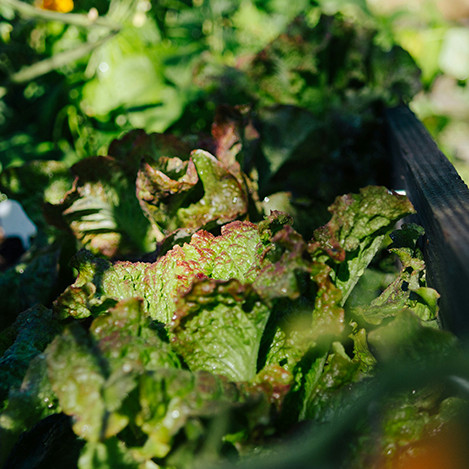 Navodnjavanje za vrtove