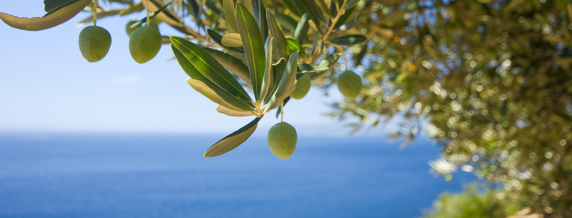 Stručnjaci za navodnjavanje – od voćnjaka do vrtova!